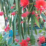1 cutting/ leaf/ stem Akermanii Epiphyllum Orchid Cactus 8-10???