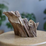 Natural Oak tree branch for house decor, Rough raw driftwood table centerpiece, Air plant planter, Raw wood home decor