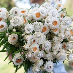 40+ seeds /Vintage White Strawflower Seed / Bracteantha bracteata /Flower Seeds / Excellent as dried flowers (#132)
