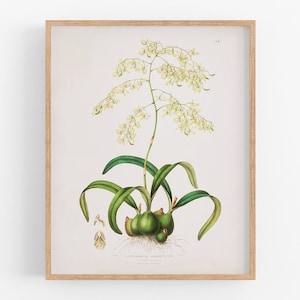 Yellow orchid flower botanical print / vintage print / botanical print / art print / orchid print / flower art / wall decor / tropical print