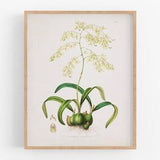 Yellow orchid flower botanical print / vintage print / botanical print / art print / orchid print / flower art / wall decor / tropical print
