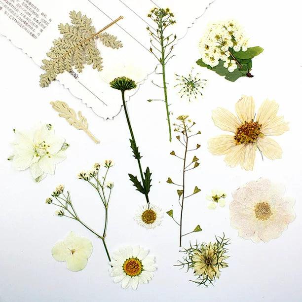 1 Bag Assorted Dried s Petal Art Crafts  Jewelry