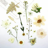 1 Bag Assorted Dried s Petal Art Crafts  Jewelry
