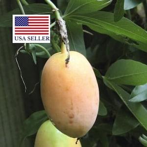 Passiflora incarnata - Passion fruit incarnata, apricot vine - 5 Seeds
