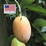Passiflora incarnata - Passion fruit incarnata, apricot vine - 5 Seeds