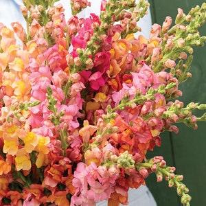 30+ seeds / Potomac Early Sunrise Mix Seeds / Snapdragon Seed / Antirrhinum majus / Flower Seeds /(#19)