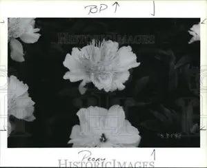 1994 Press Photo Peonies garden flowers & shrubs - orb13161