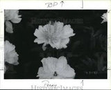 1994 Press Photo Peonies garden flowers & shrubs - orb13161