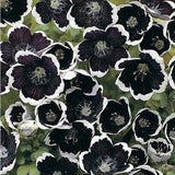 Black Penny Flowers - Nemophila menziesii 'Penny Black' - Rare 'Plant' Seeds - Baby Blue Eyes, Black-White, Penny Black Nemophila