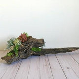 Driftwood succulent arrangement; Faux succulent decor; Driftwood and moss decor