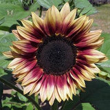 15 seeds Ruby Eclipse Sunflower