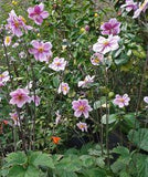 10 Plants That Grow Well in the Shade Flower Delivery