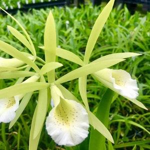 Procatavola Key Lime Stars Blooming size brassavola orchid clone.  Beautiful Fragrant blooms.