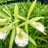 Procatavola Key Lime Stars Blooming size brassavola orchid clone.  Beautiful Fragrant blooms.