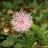 Sensitive Plant Seeds - Mimosa Pudica Flower Seeds