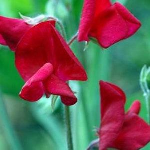 10 seeds  Sweet Pea Seed Elegance Deep Red Lathyrus odoratus