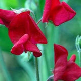 10 seeds  Sweet Pea Seed Elegance Deep Red Lathyrus odoratus