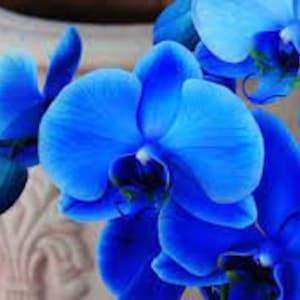 100 Royal Blue Orchid Flower seed  and  20  White Orchid Moth seed Hi  High Quality seed + gift  Home  or Patio plant  Limited Order now
