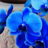 100 Royal Blue Orchid Flower seed  and  20  White Orchid Moth seed Hi  High Quality seed + gift  Home  or Patio plant  Limited Order now