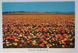 California Postcard Mid 1900s San Diego Ranunculus Flower Field