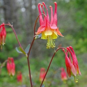 Wild Columbine Flower Seeds, Canadian Columbine, Red Hummingbird Columbines, 350 Seeds // Open Pollinated, Non-GMO, aquilegia canadensis