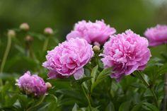Pfingstrosen im Garten: der beste Standort und... - Servus Flower Delivery