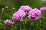 Pfingstrosen im Garten: der beste Standort und... - Servus Flower Delivery