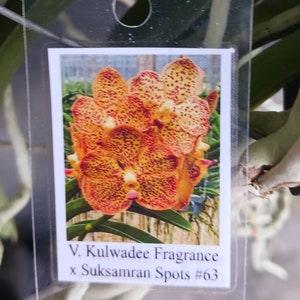 Orchid Vanda Kulwadee Fragrance x Suksamran #63 Mad Happenings Hanging Tropical Plants