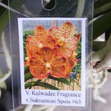 Orchid Vanda Kulwadee Fragrance x Suksamran #63 Mad Happenings Hanging Tropical Plants