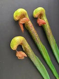 ARTIFIcial Darlingtonia californica - Cobra Lily Pitcher plant stems (3)