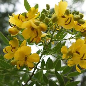 Senna Alexandrina 100 Seeds