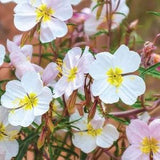 Pale Evening Primrose - 150/500/1500 Seeds - Perennial Flower Seeds
