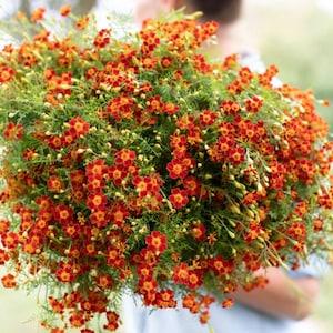 Red Gem Marigold Seeds Tagetes tenuifolia fragrant red cut flower edible long lasting blooms companion from Dizzy Bees Urban