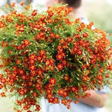 Red Gem Marigold Seeds Tagetes tenuifolia fragrant red cut flower edible long lasting blooms companion from Dizzy Bees Urban
