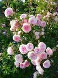 Les plus longues floraisons de roses Flower Delivery