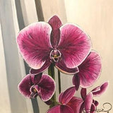 A beautiful original contemporary oil painting on canvas of the most gorgeous home plant Magenta Orchid
