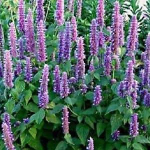 Giant Hyssop ?? Lavander Blue?? . Perennials. 50 seeds. Butterflies garden. Easy care, low maintenance