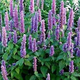 Giant Hyssop ?? Lavander Blue?? . Perennials. 50 seeds. Butterflies garden. Easy care, low maintenance