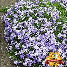 Sandbeete anlegen und bepflanzen ?C so geht's Flower Delivery
