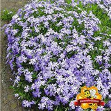 Sandbeete anlegen und bepflanzen ?C so geht's Flower Delivery