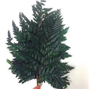 5Pcs Natural Dried Flower Fern Stems Plant Foliage Leaves Home Floral Decor