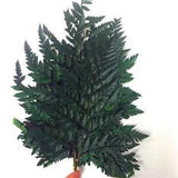 5Pcs Natural Dried Flower Fern Stems Plant Foliage Leaves Home Floral Decor