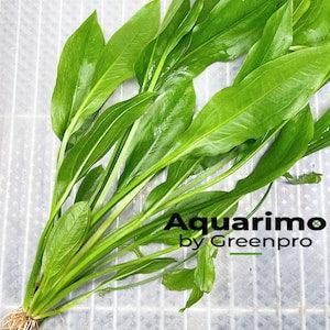 Amazon Sword XXL Loose US Nurseries Aquarium Plant Decoration Tank Freshwater Easy