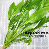 Amazon Sword XXL Loose US Nurseries Aquarium Plant Decoration Tank Freshwater Easy
