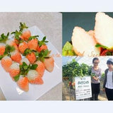 Seeds. Japanese GOURMET Strawberries ??Yukiyama?? (Snow Mountain) Rich flavor AND aroma A DELICACY!