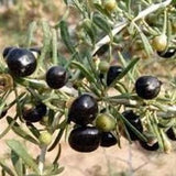 30 + seeds Sweet Black Goji berry, Wolfberry seeds Organic - good for healthy tea