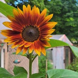 Autumn Beauty Sunflower Seeds