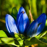 Blue Bottle Gentian {Gentiana andrewsii} Ornate Blooms | Perennial Heirloom | Pre-Stratified | Cutting Favorite | 200+ seeds New!