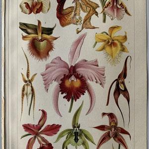 Plants / Original 1906 Antique Chromolitho of Orchids