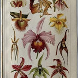 Plants / Original 1906 Antique Chromolitho of Orchids